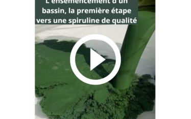 Les producteurs de Spir'up travaillent dans leur ferme de spiruline aquitaine. Au pied des Pyrénées, l'eau y est propre et saine. Cela permet de cultiver une bonne spiruline locale.