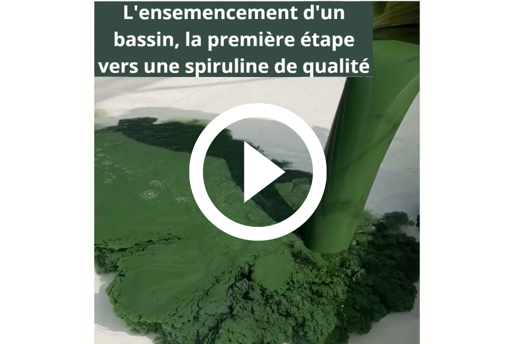 Les producteurs de Spir'up travaillent dans leur ferme de spiruline aquitaine. Au pied des Pyrénées, l'eau y est propre et saine. Cela permet de cultiver une bonne spiruline locale.