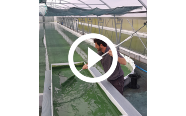 Antho filtre la spiruline de façon artisanale. Le séchage à basse température est court et efficace pour conserver les vitamines et les protéines de la spiruline.