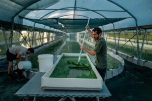 Récolte de spiruline dans la ferme française spirup à Buros dans les Pyrénées.