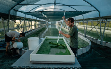 Récolte de spiruline dans la ferme française spirup à Buros dans les Pyrénées.