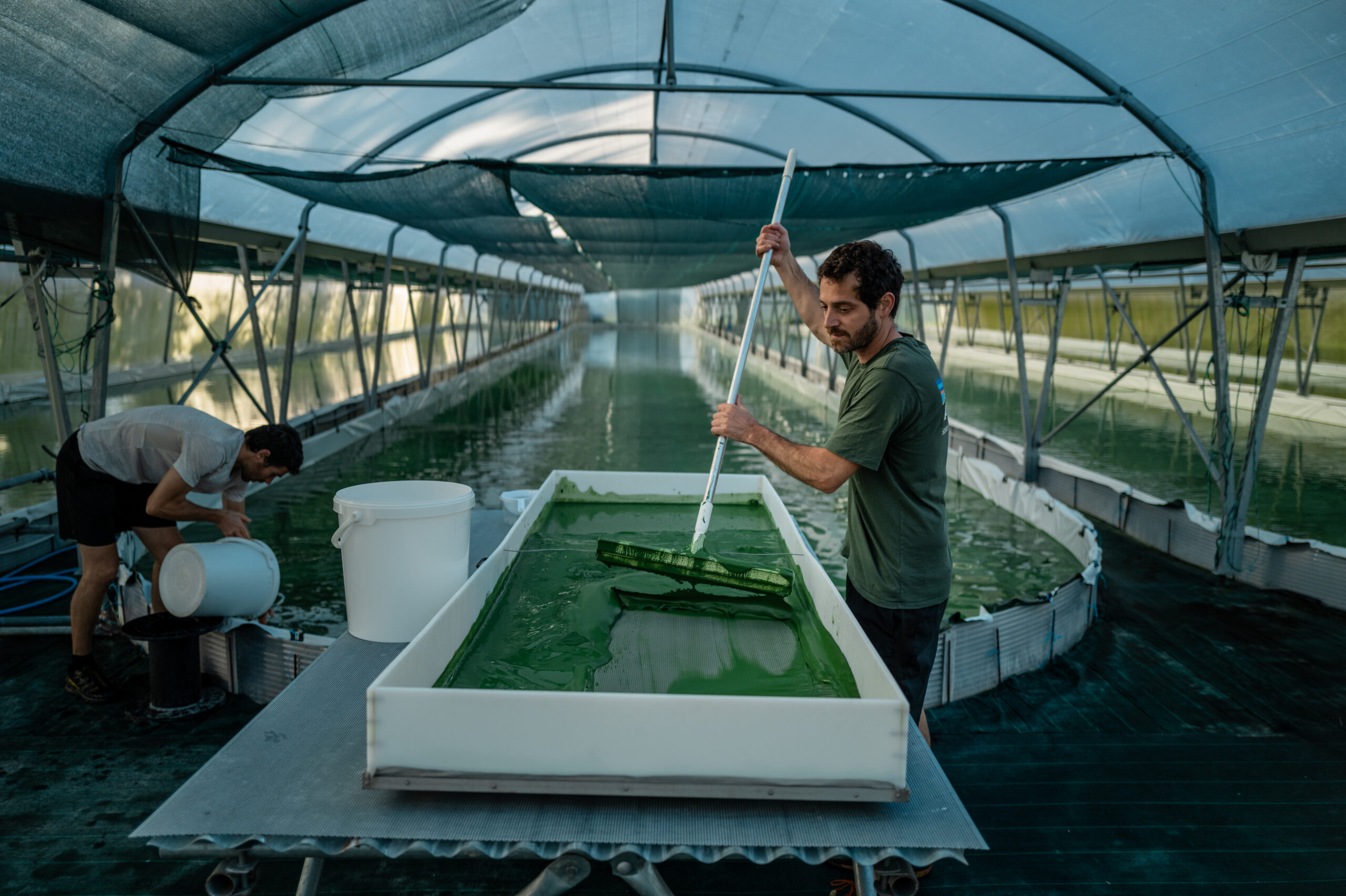 Récolte de spiruline dans la ferme française spirup à Buros dans les Pyrénées.