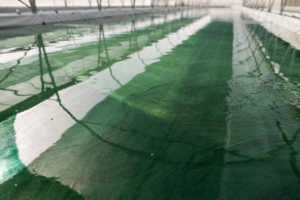 Une production française de spiruline artisanale de qualité à côté de Pau dans les pyrénées Atlantiques.